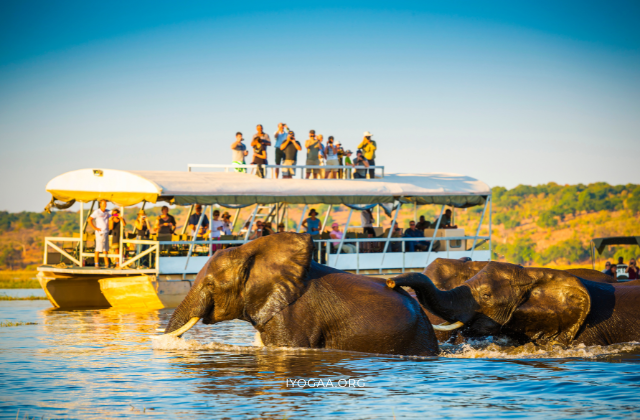 Yoga & Safari Retreat Boat Cruise on in African Wetlands