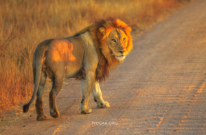 South-African-Wilderness-Retreat-Lion